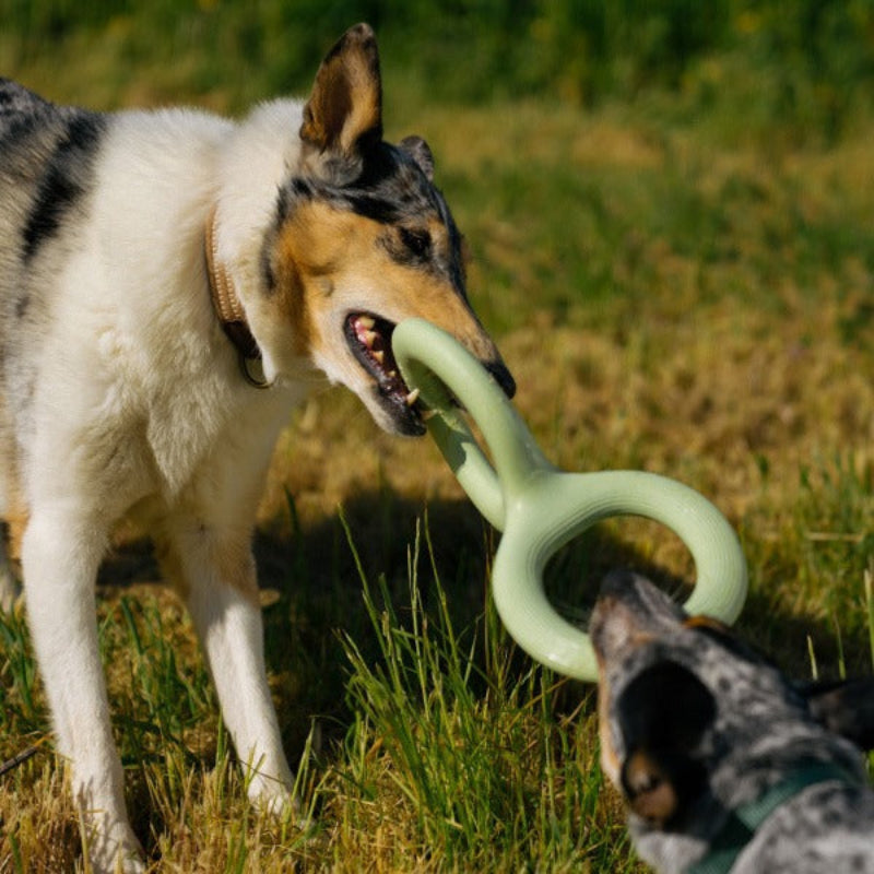 TugLoop β Durable Rubber Ring Toy for Dogs